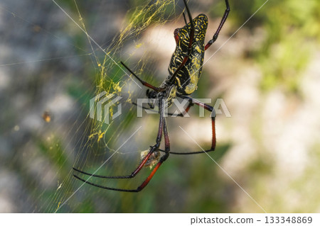 Red legged golden orb weaver spider female - Nephila inaurata madagascariensis, resting on her nest, sun over blurred bushes in background, closeup macro detail 133348869