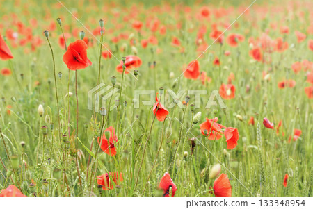 Bright red poppy flowers growing in field of green unripe wheat Bright red poppy flowers growing in field of green unripe wheat 133348954