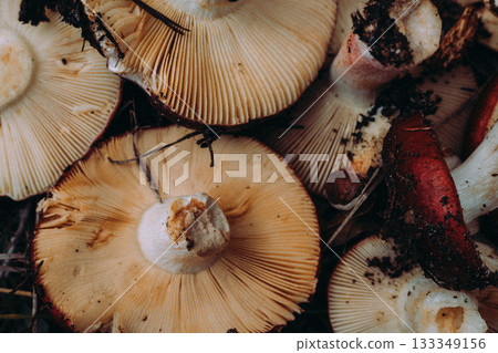 Raw mushrooms in a woven basket, a rustic autumn harvest scene. Two freshly picked mushrooms. Fungi picking in autumnal season. October forest. 133349156