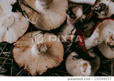 Raw mushrooms in a woven basket, a rustic autumn harvest scene. Two freshly picked mushrooms. Fungi picking in autumnal season. October forest. Raw mushrooms in a woven basket, a rustic autumn harvest scene. Two freshly picked mushrooms. Fungi picking in autumnal season. October forest. 133349157