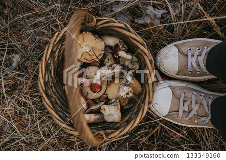 Foraging for wild raw mushrooms in a woven basket on a forest floor. A person stands over a basket filled with picked mushrooms. Mushrooms picker. 133349160