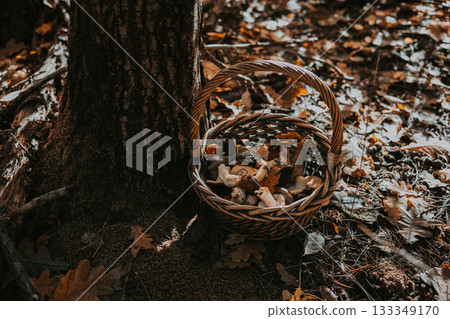 Basket of freshly foraged mushrooms rests near a tree in the forest. A woven basket filled with wild mushrooms sits on the forest floor 133349170