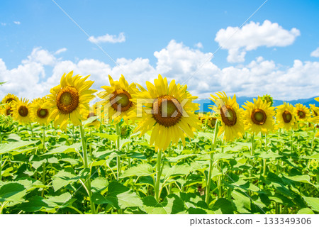 向日葵和夏日天空(夏季素材,夏季圖片) 向日葵和夏日天空(夏季素材,夏季圖片) 133349306