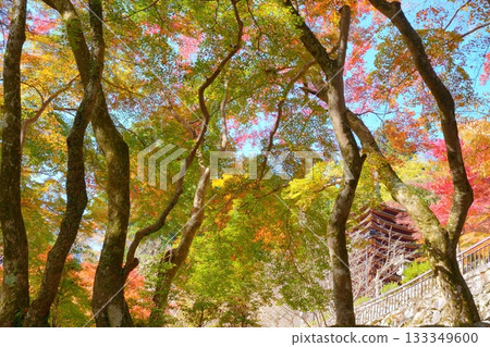The thirteen-story pagoda of Tanzan Shrine in Sakurai City, Nara Prefecture, and the autumn leaves and thick trunks of the trees 133349600