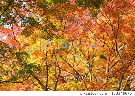 森林裡的樹木漸漸變紅，天空被秋葉填滿 [十一月] 133349670