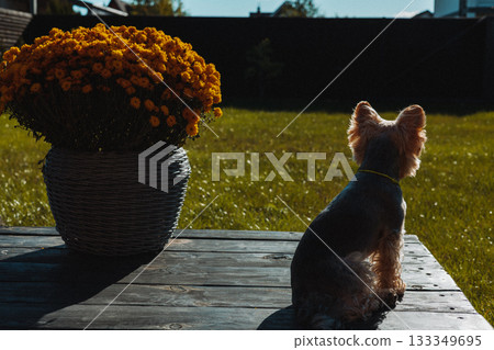 Small Yorkshire terrier dog sitting on a wooden terrace beside a pot of yellow flowers, basking in warm sunlight. Coziness, countryside lifestyle 133349695