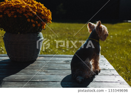 Small Yorkshire terrier dog sitting on a wooden terrace beside a pot of yellow flowers, basking in warm sunlight. Coziness, countryside lifestyle Small Yorkshire terrier dog sitting on a wooden terrace beside a pot of yellow flowers, basking in warm sunlight. Coziness, countryside lifestyle 133349696