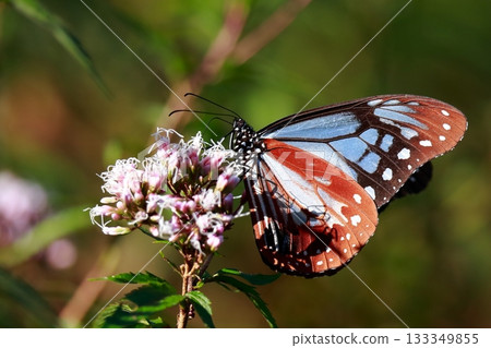 The Chestnut Butterfly that flew to Kahoku 133349855