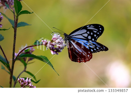 The Chestnut Butterfly that flew to Kahoku 133349857