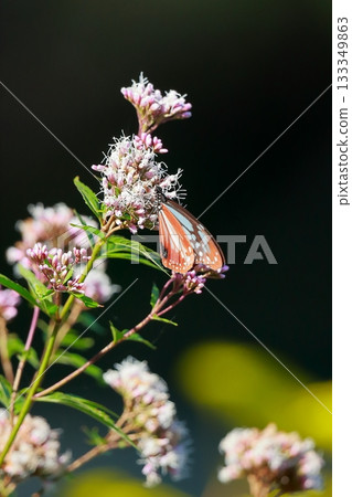 The Chestnut Butterfly that flew to Kahoku 133349863