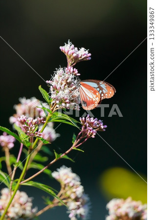 飛向河北的栗色蝴蝶 133349867