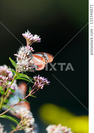 飛向河北的栗色蝴蝶 133349871