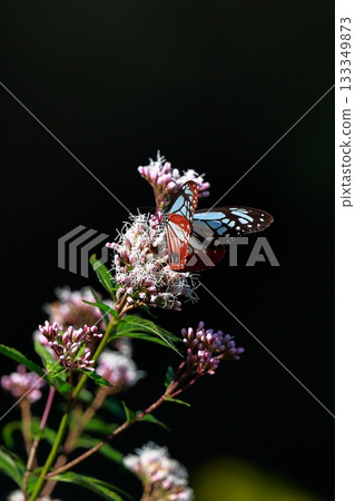 The Chestnut Butterfly that flew to Kahoku 133349873