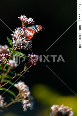 The Chestnut Butterfly that flew to Kahoku 133349874