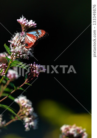 The Chestnut Butterfly that flew to Kahoku 133349876