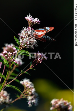 The Chestnut Butterfly that flew to Kahoku The Chestnut Butterfly that flew to Kahoku 133349877