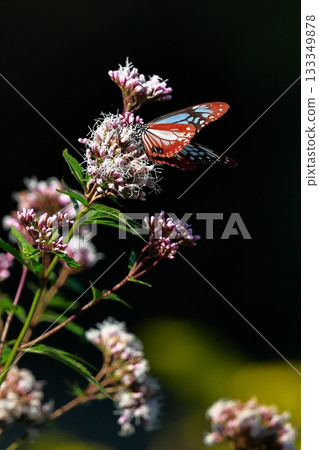 The Chestnut Butterfly that flew to Kahoku 133349878