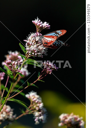 飛向河北的栗色蝴蝶 133349879