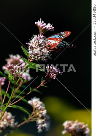 The Chestnut Butterfly that flew to Kahoku 133349880