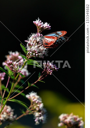 飛向河北的栗色蝴蝶 飛向河北的栗色蝴蝶 133349882