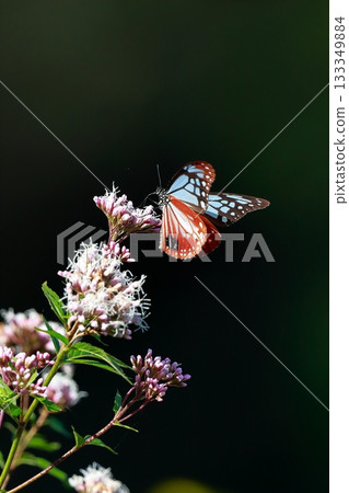The Chestnut Butterfly that flew to Kahoku The Chestnut Butterfly that flew to Kahoku 133349884