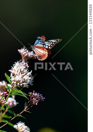 The Chestnut Butterfly that flew to Kahoku The Chestnut Butterfly that flew to Kahoku 133349888
