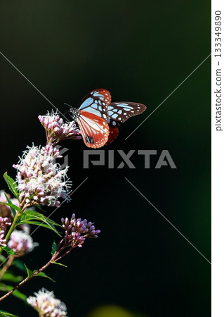 The Chestnut Butterfly that flew to Kahoku The Chestnut Butterfly that flew to Kahoku 133349890