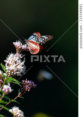 The Chestnut Butterfly that flew to Kahoku 133349891
