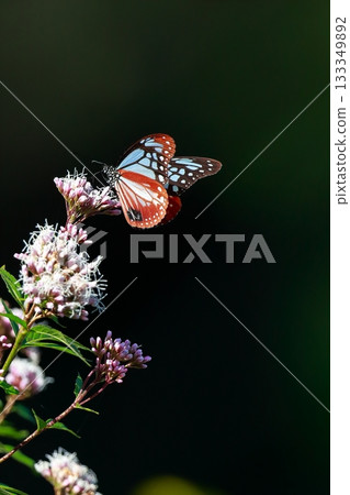 飛向河北的栗色蝴蝶 133349892
