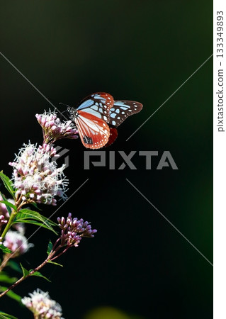 飛向河北的栗色蝴蝶 133349893