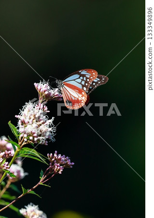 The Chestnut Butterfly that flew to Kahoku 133349896