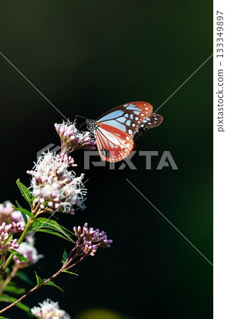 The Chestnut Butterfly that flew to Kahoku 133349897