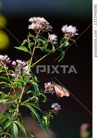 The Chestnut Butterfly that flew to Kahoku 133349898