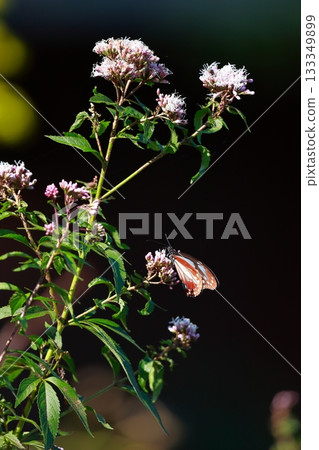 飛向河北的栗色蝴蝶 飛向河北的栗色蝴蝶 133349899