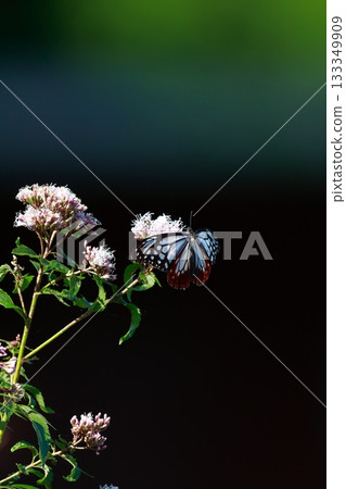 飛向河北的栗色蝴蝶 133349909