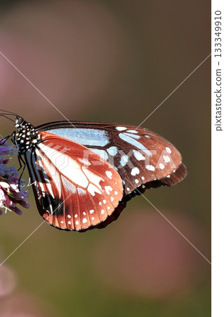 The Chestnut Butterfly that flew to Kahoku 133349910