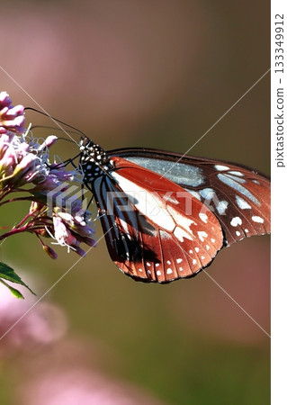 The Chestnut Butterfly that flew to Kahoku The Chestnut Butterfly that flew to Kahoku 133349912