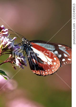 The Chestnut Butterfly that flew to Kahoku The Chestnut Butterfly that flew to Kahoku 133349913