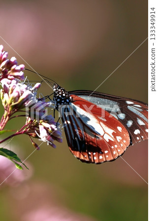 飛向河北的栗色蝴蝶 133349914