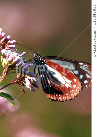 飛向河北的栗色蝴蝶 飛向河北的栗色蝴蝶 133349915