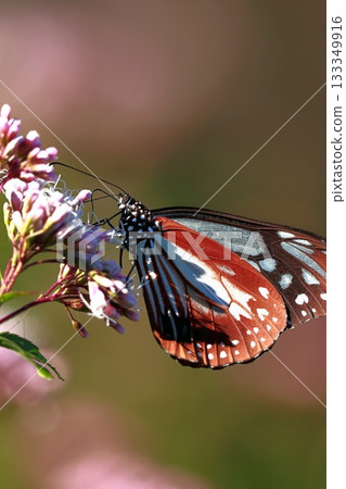 飛向河北的栗色蝴蝶 133349916
