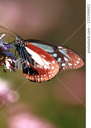 The Chestnut Butterfly that flew to Kahoku 133349921
