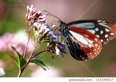 The Chestnut Butterfly that flew to Kahoku The Chestnut Butterfly that flew to Kahoku 133349927