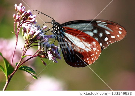 飛向河北的栗色蝴蝶 133349928