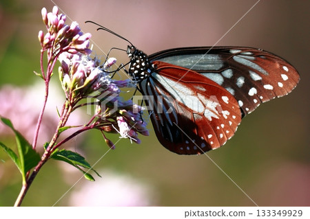 The Chestnut Butterfly that flew to Kahoku The Chestnut Butterfly that flew to Kahoku 133349929