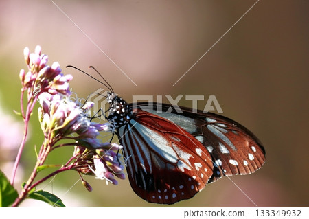 飛向河北的栗色蝴蝶 133349932