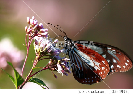 飛向河北的栗色蝴蝶 133349933