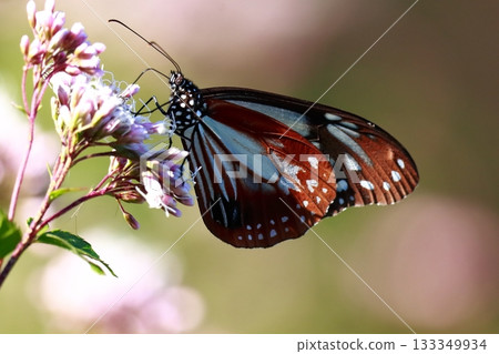 The Chestnut Butterfly that flew to Kahoku The Chestnut Butterfly that flew to Kahoku 133349934