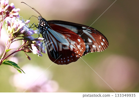 飛向河北的栗色蝴蝶 133349935