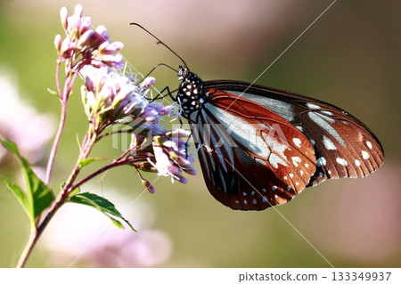 The Chestnut Butterfly that flew to Kahoku 133349937